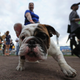 Photo: Jonathan Daniel/Getty Images